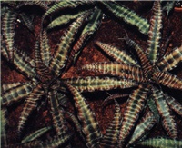 85e47dfb-Cryptanthus racinae.JPG